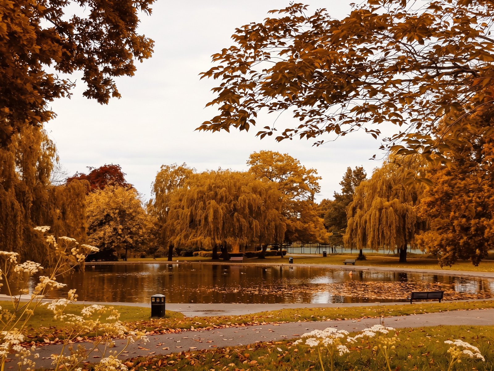 Broomfield Park in Palmers Green in autumn, with golden willow trees around the lake